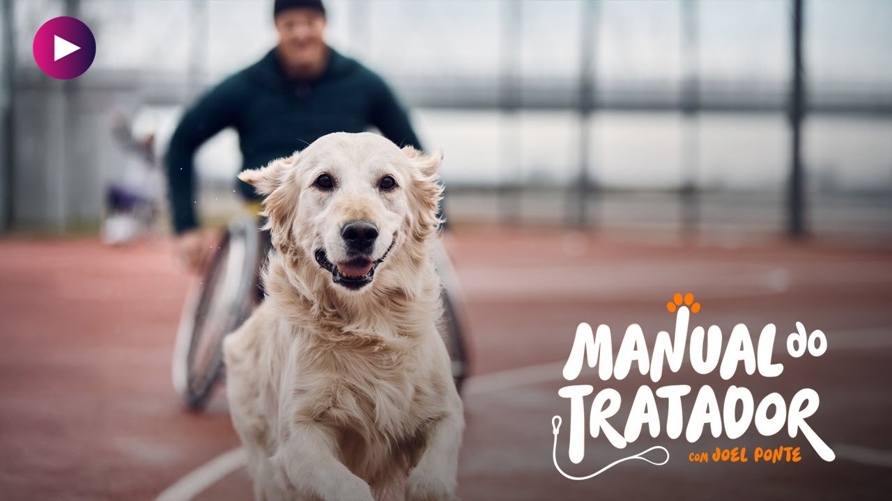 Como educar o cão para ir ao parque
