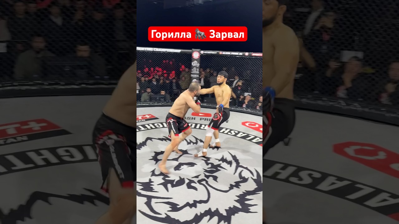 Горилла взорвал вес мир ✌️ 