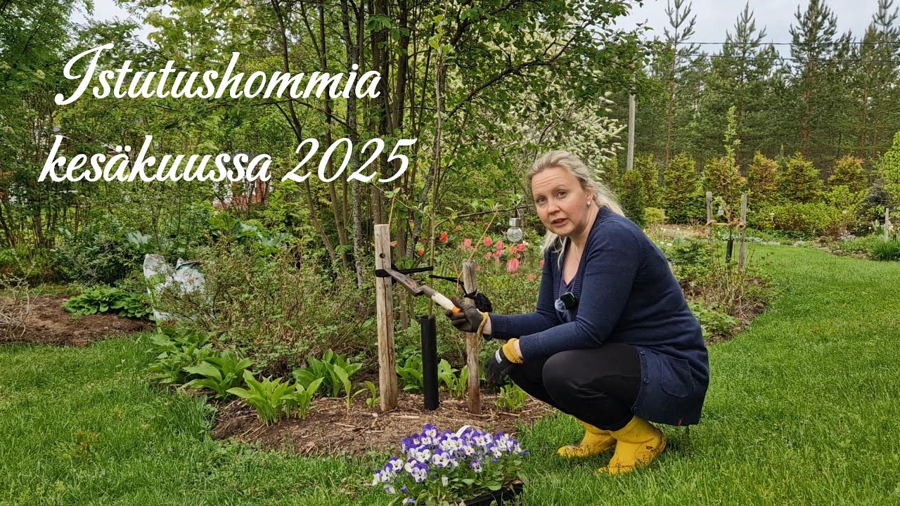 Istutushommia kesäkuussa 2025