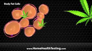 How Long Does Marijuana Stay in Your System?
