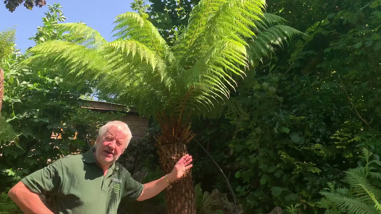 Bowdens Dicksonia Antarctica