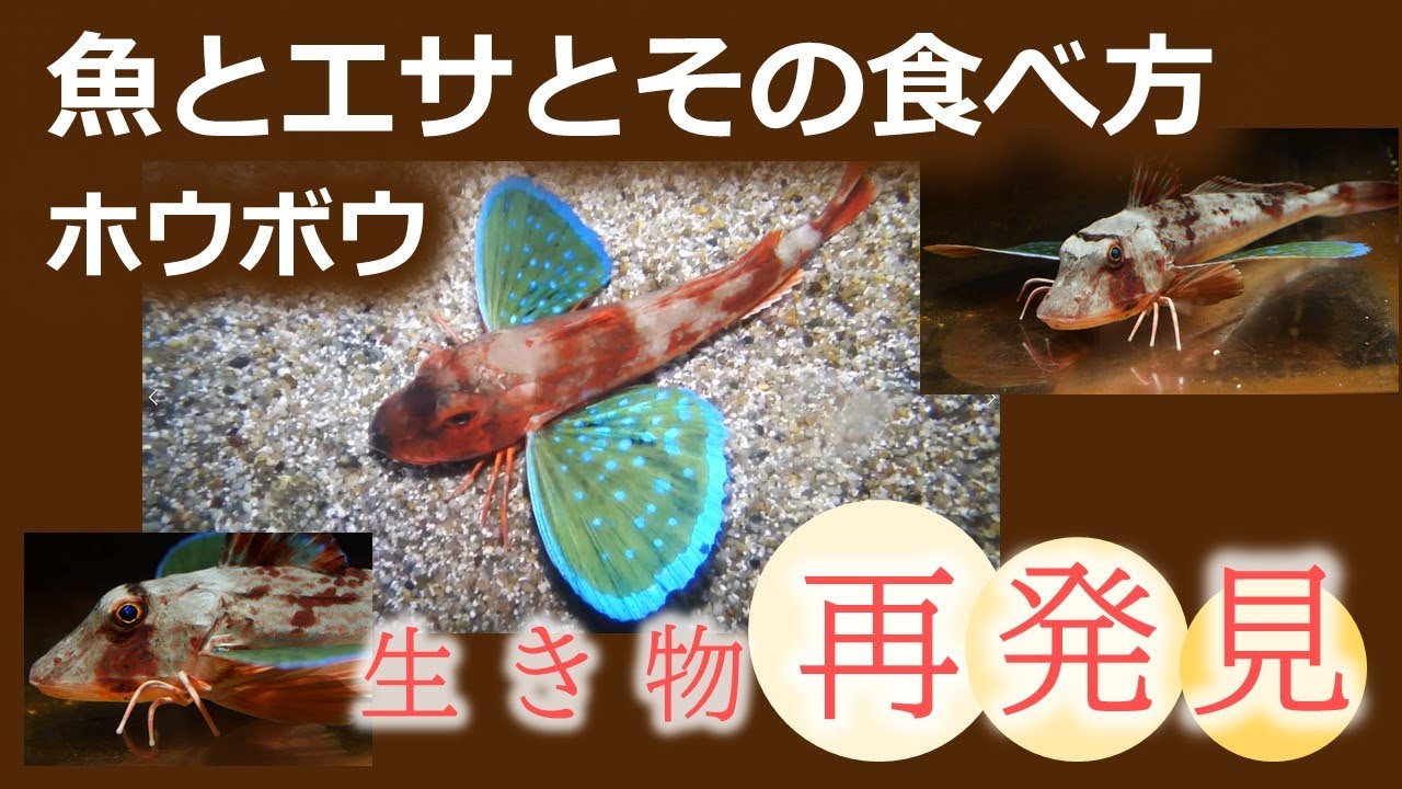 名古屋港水族館生き物情報局 魚とエサとその食べ方 ホウボウ なりきり飼育員 Youtube
