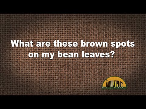 Video: Bean Leaf Spot Treatment - Symptomen van Cercospora-bladvlek van bonenplanten