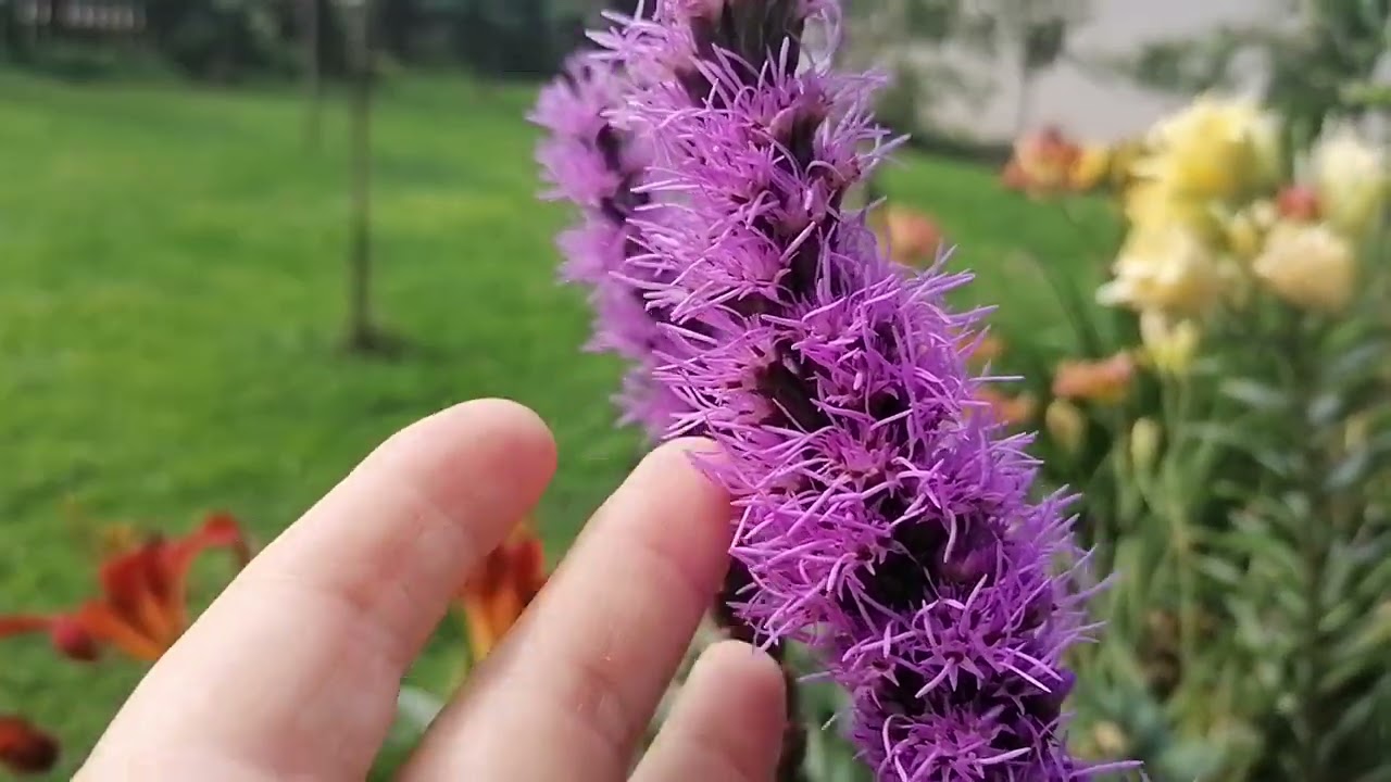 Лиатрис (Liatris) в нашем саду. Цветение 2023.