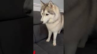 Kira ha fatto scoppiare il palloncino 🎈 🤣 #crazy #dog #vlog #husky #lifestyle