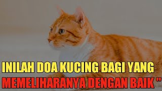Doa Kucing Untuk Majikannya 