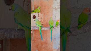 Parrot sound❤️🦜 #talkingparot #zebrafinchbreeding #parrot #birds #shortsviral