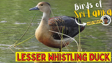 LESSER WHISTLING DUCK | Birds of Sri Lanka with Mihela | Indian or Teal | Sound / Call