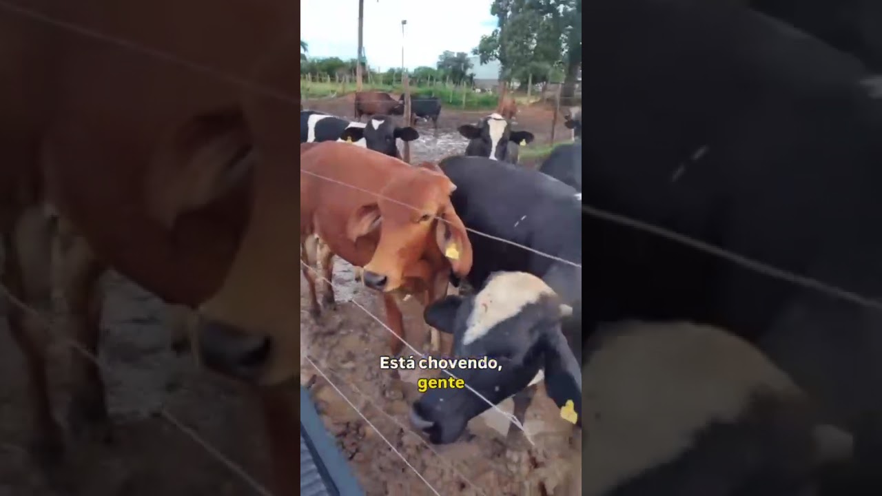 Chuva não para 😰 Olha o barro no confinamento! 🐂🌧️ #Confinamento #Pecuária