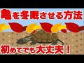 【亀の冬眠】冬眠させる方法！初めてでも大丈夫！【飼い方】【2019#111】
