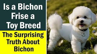 Is a Bichon Frise a Toy Breed: The Surprising Truth About Bichon Classification by Fluffy Dog Breeds 62 views 5 months ago 3 minutes, 7 seconds