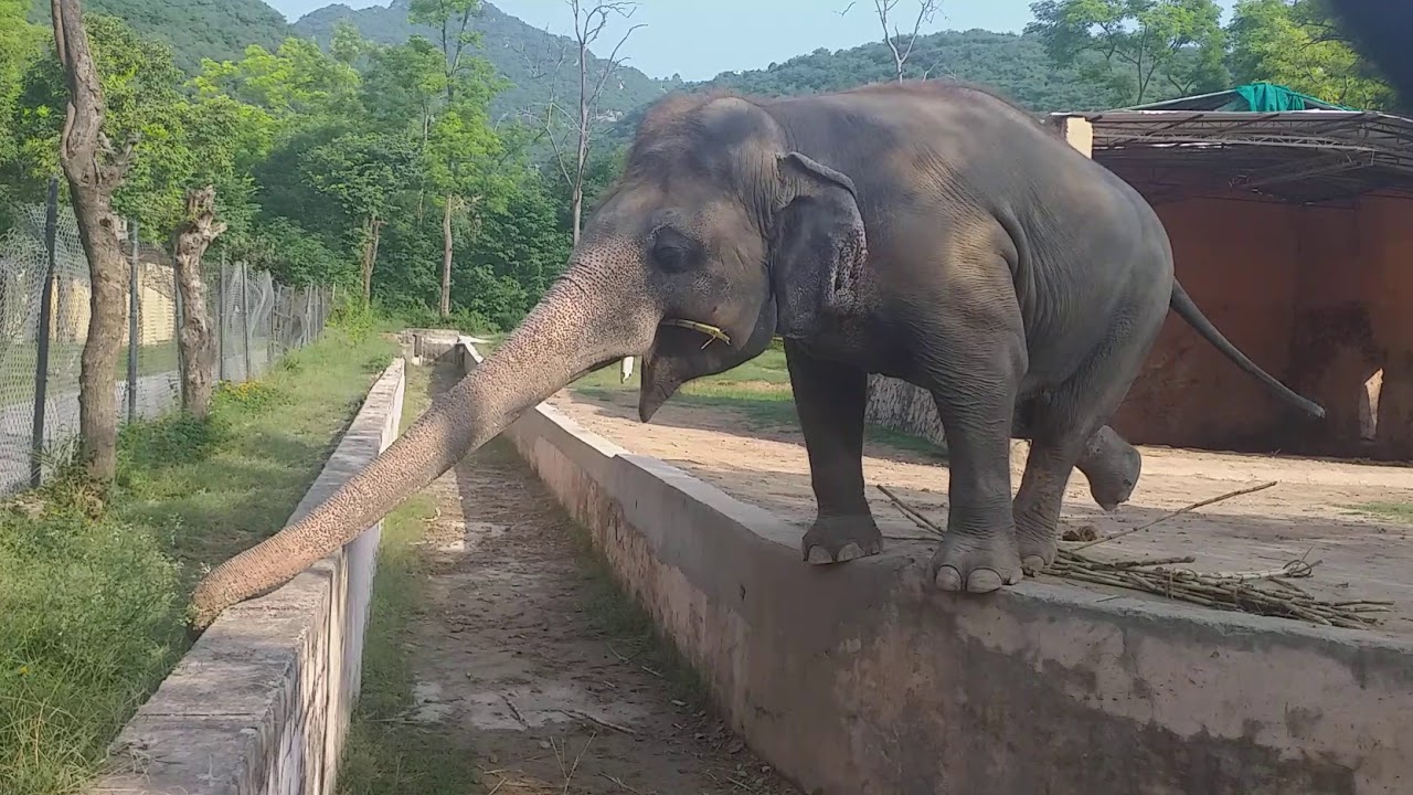 Islamabad Marghazar Zoo Big Elephant