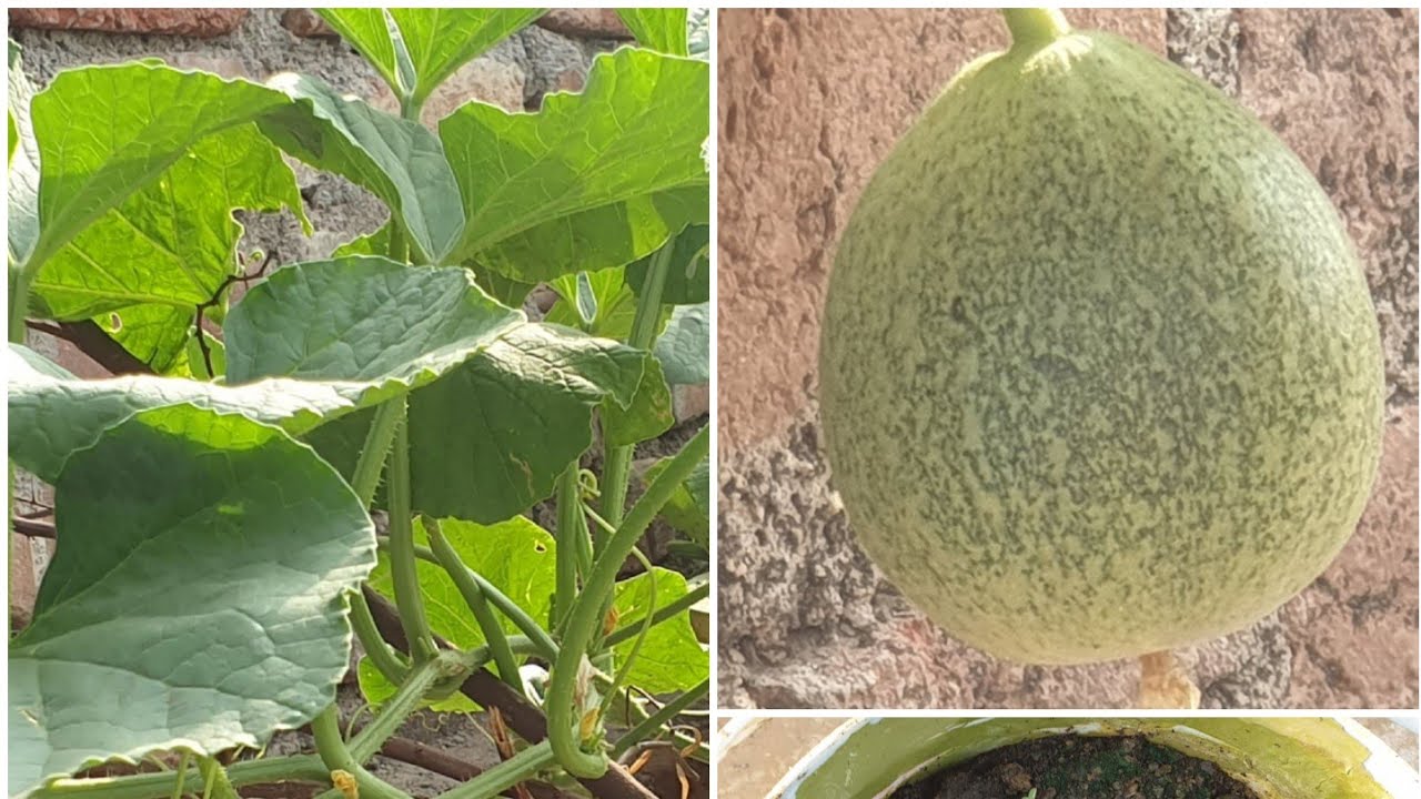 Grow Organic MuskMelon at Home in Hindi 2020 step by step बटी