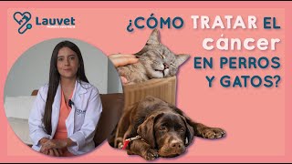 ¿CÓMO TRATAR EL CÁNCER EN PERROS Y GATOS ? | Todo lo que debes saber  Lauvet