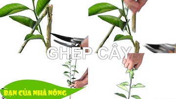 Hướng dẫn chi tiết cách ghép tất cả các loại cây ăn quá - Đơn giản mà hiệu quả ghê luôn