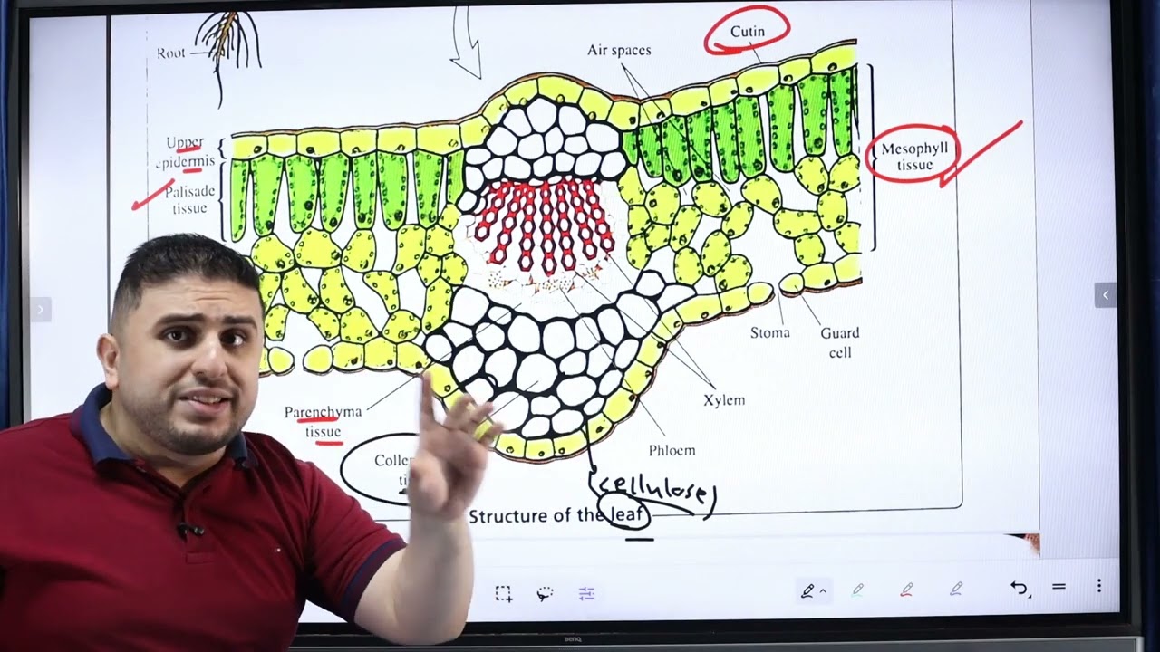 تالته ثانوي لغات | كورس التأسيس بيولوجي | Biology |