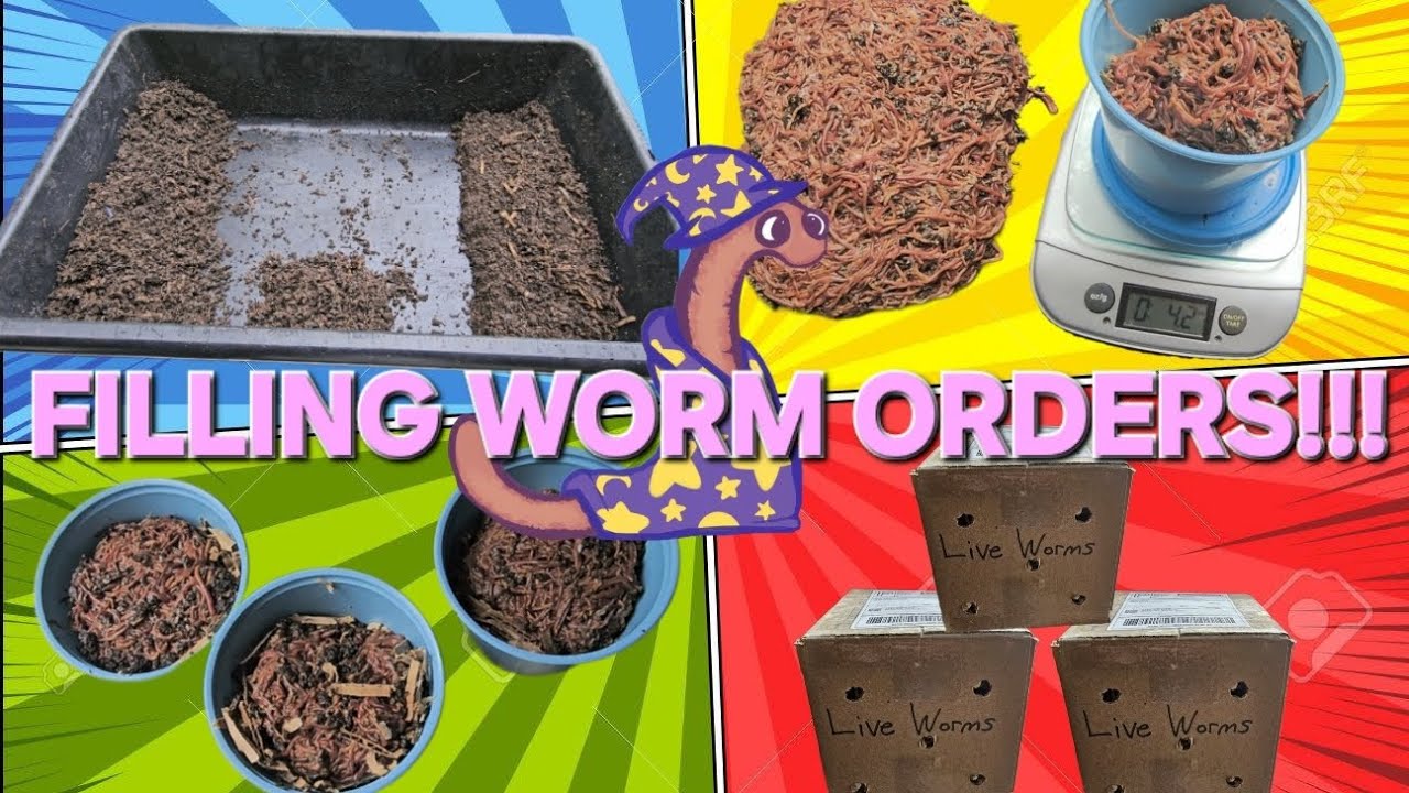 Worm Wizard Wisdom Journal Journey: Filling Worm Orders 08/04/2025