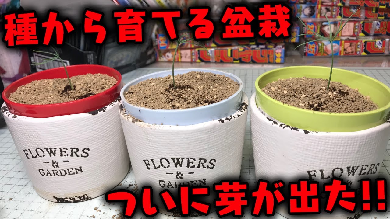 Growing bonsai from seeds! Finally the buds have sprouted! Bonsai