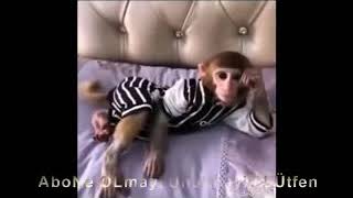 Maymun Küstüm Çok Duyarlı