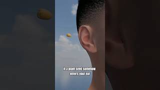 Seeds sprouting in ears? 🤔