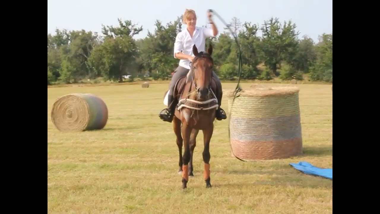 Jeune cheval en plus un pur-sang hors des courses, une CATASTROPHE  !