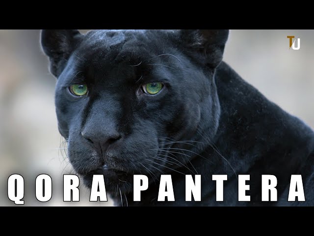 Eshakda qalam bilan jinsiy aloqa Porno My Pick Up Girls 9