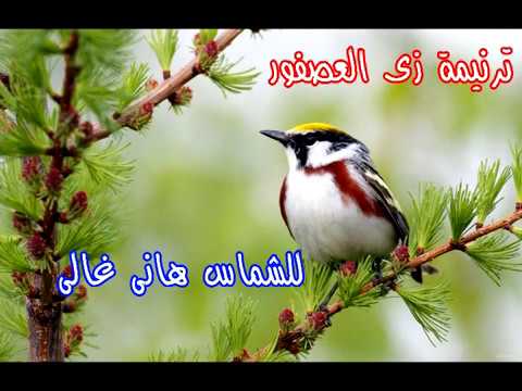 ترنيمة زى العصفور ما وجد بيته بصوت الشماس هانى غالى