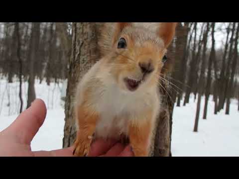 Знакомая белка впервые села на ладонь / A familiar squirrel sat on the palm of his hand