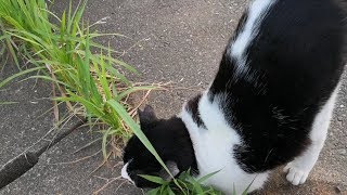 ナデナデするとお尻をピーんと高く上げるハチワレ猫ちゃん。