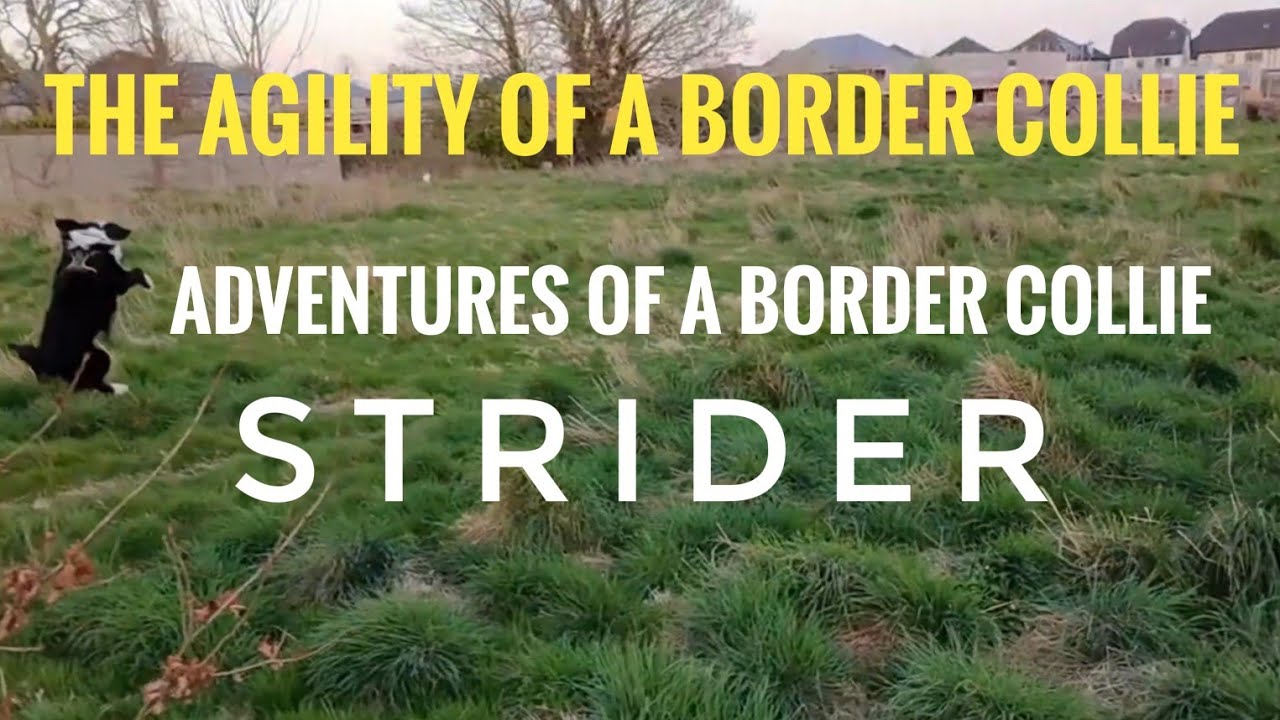 Adventures of a Border Collie  Agility