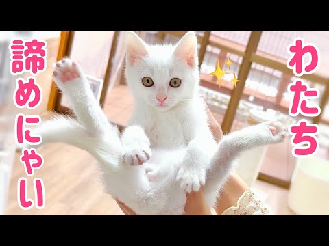 【白血病陽性の子猫】里親探しに難航‥でも絶対に諦めない‼︎