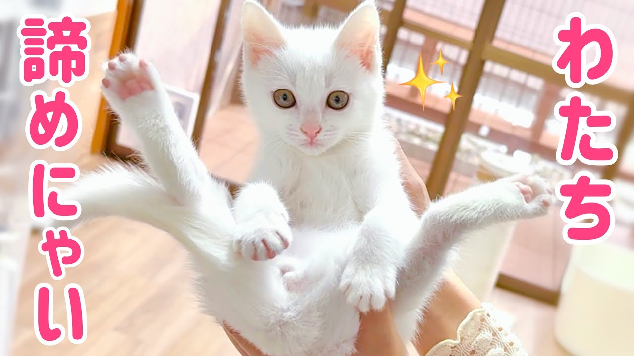 【白血病陽性の子猫】里親探しに難航‥でも絶対に諦めない‼︎