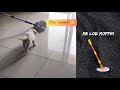 Puppy vs Mop