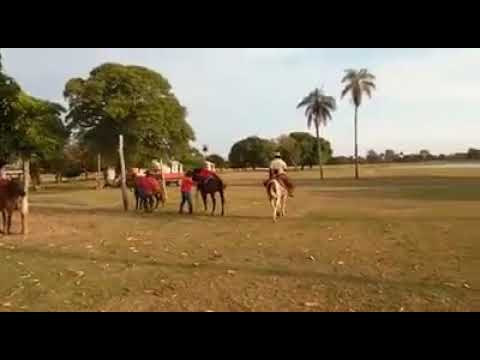 cavalo pulador pantanal falado 