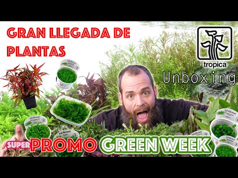 Nueva llegada de plantas para acuarios de Tropica Dinamarca y Super P Promo GREEN WEEK - unboxing