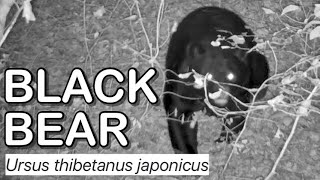 Japanese Black Bear on Trail Camera!