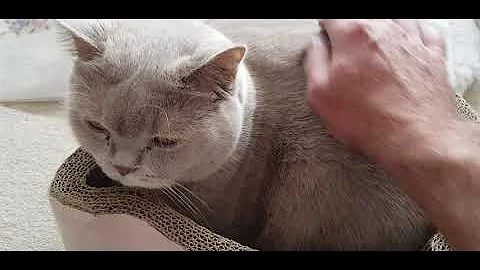 Video 742841: sweet british shorthair cat, cattery