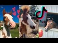 REACCIONANDO TIKTOK VIRALES DE CABALLOS (funny horse tiktok)