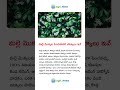 మల్లె మొక్కల పెంపకానికి చిట్కాలు ఇవే #telugunews #telugu #agriculture #viralvideo