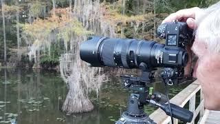 Caddo Lake Fall Photography: 2023 Cypress Trees & Mystical Swamp Landscapes