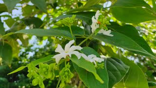 #nightjasmine l Flowers and leave benefits of night jasmine #nightjasmine l Flowers and leave benefits of night jasmine