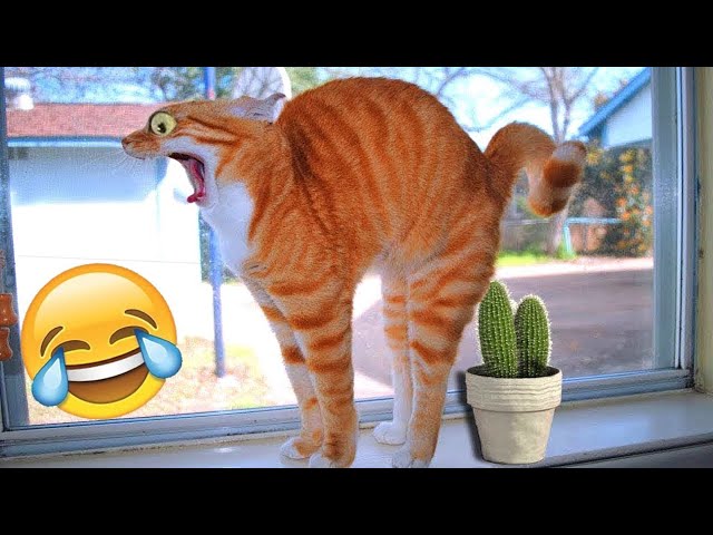 Funny animals | Funny cats and dogs | Funny animal videos 2023 #6 class=