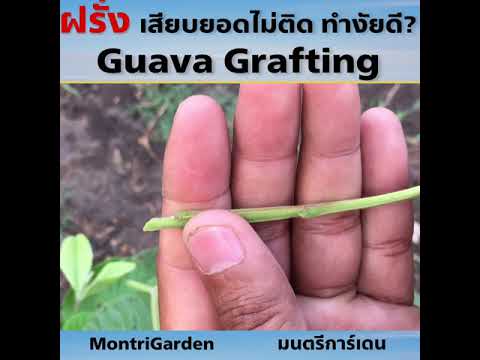 การเสียบยอดฝรั่ง บนต้น Grafting guava