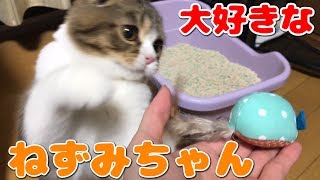 お気に入りのおもちゃで遊ぶ子猫【スコティッシュフォールド】【Scottish Fold】