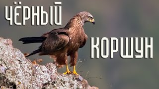 The black kite. Unexpected facts (Birds of Russia) Movie 71 (Milvus migrans)