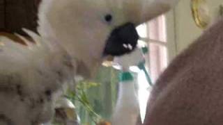 Attack of the Killer Cockatoo.wmv