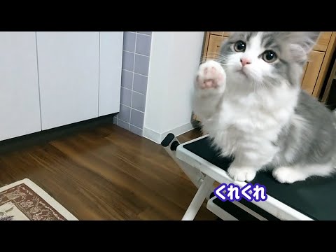 短足長毛マンチカン オレオとマフィン「ごはんが待ちきれない!」