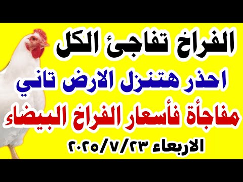 اسعار الفراخ البيضاء اليوم سعر الفراخ البيضاء اليوم الاربعاء 2025 7 23 في مصر جمله وقطاعي