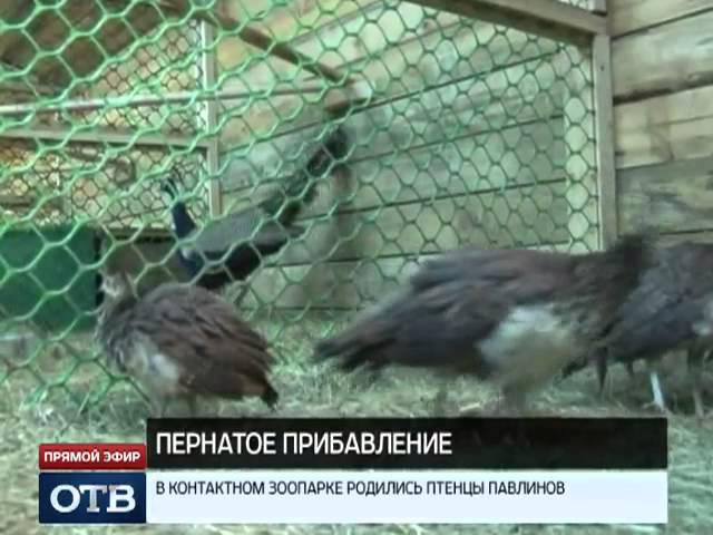 Каждый желает знать, где живет павлин