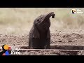 Baby Elephant Gets Stuck In Hole + People Doing Amazing Things for Animals | The Dodo